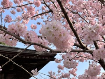 3月中旬：春めき桜