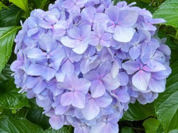 5月下旬～6月中旬：紫陽花