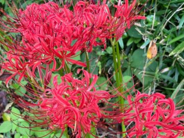 9月下旬~10月上旬:彼岸花