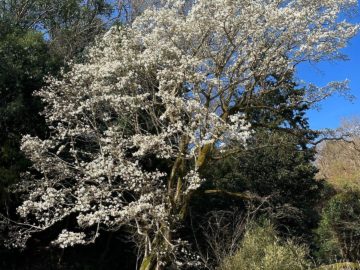 3月中旬～4月下旬：コブシの大樹