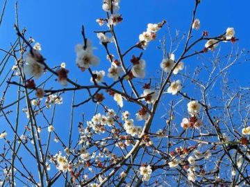 2月～3月：梅の花